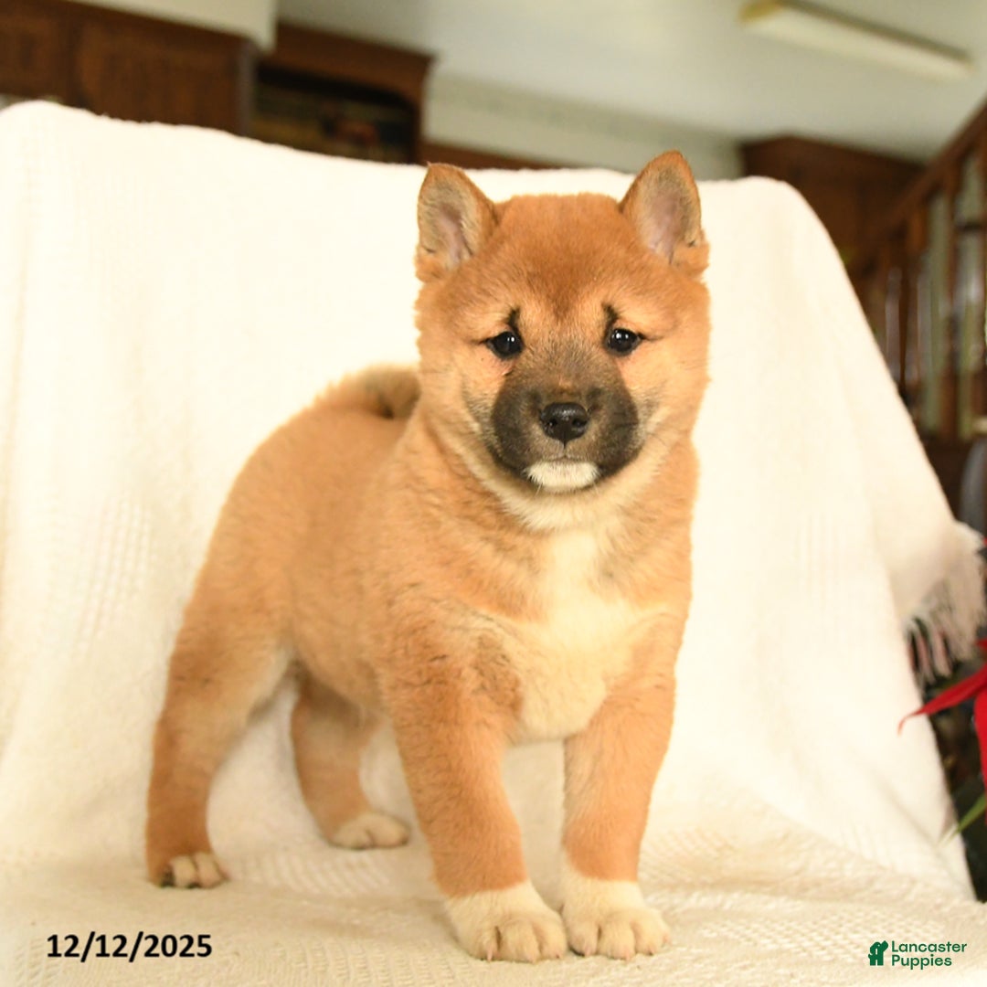 Shiba Inu dogs for sale: Puma - Ad 3