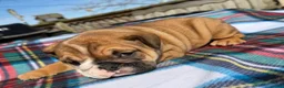 English Bulldog dogs for sale: Clair - Ad 4