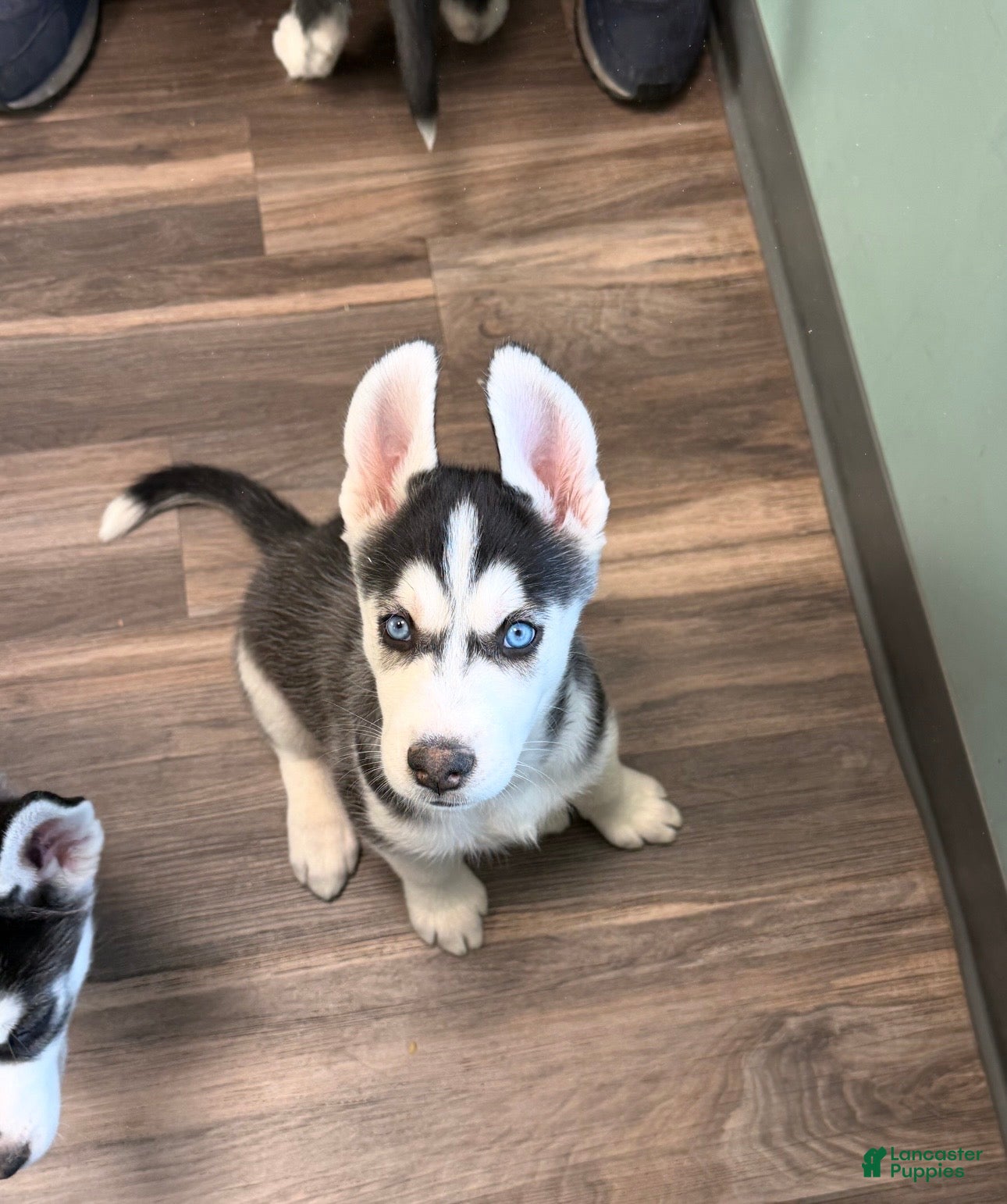 Siberian Husky dogs Siberian Husky Puppy 1 - Ad 27