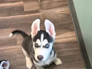 Siberian Husky dogs Siberian Husky Puppy 1 - Ad 27