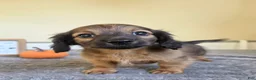 Miniature Dachshund dogs for sale: Nutmeg- AKC - Ad 1
