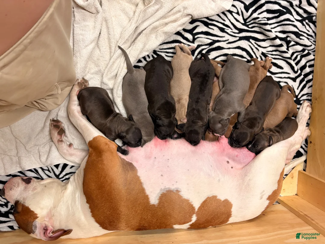 American Pit Bull Terrier dogs for sale: Phoenix - Ad 3
