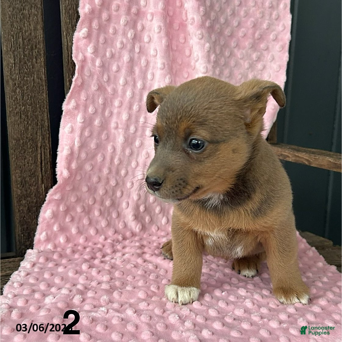 Mixed Breed dogs Jane - Ad 2
