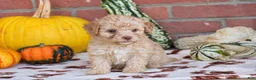 Havapoo dogs for sale: Derrick - Ad 3