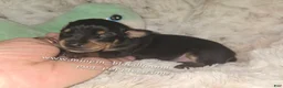Miniature Pinscher dogs for sale:  Matt black and rust  - Ad 15