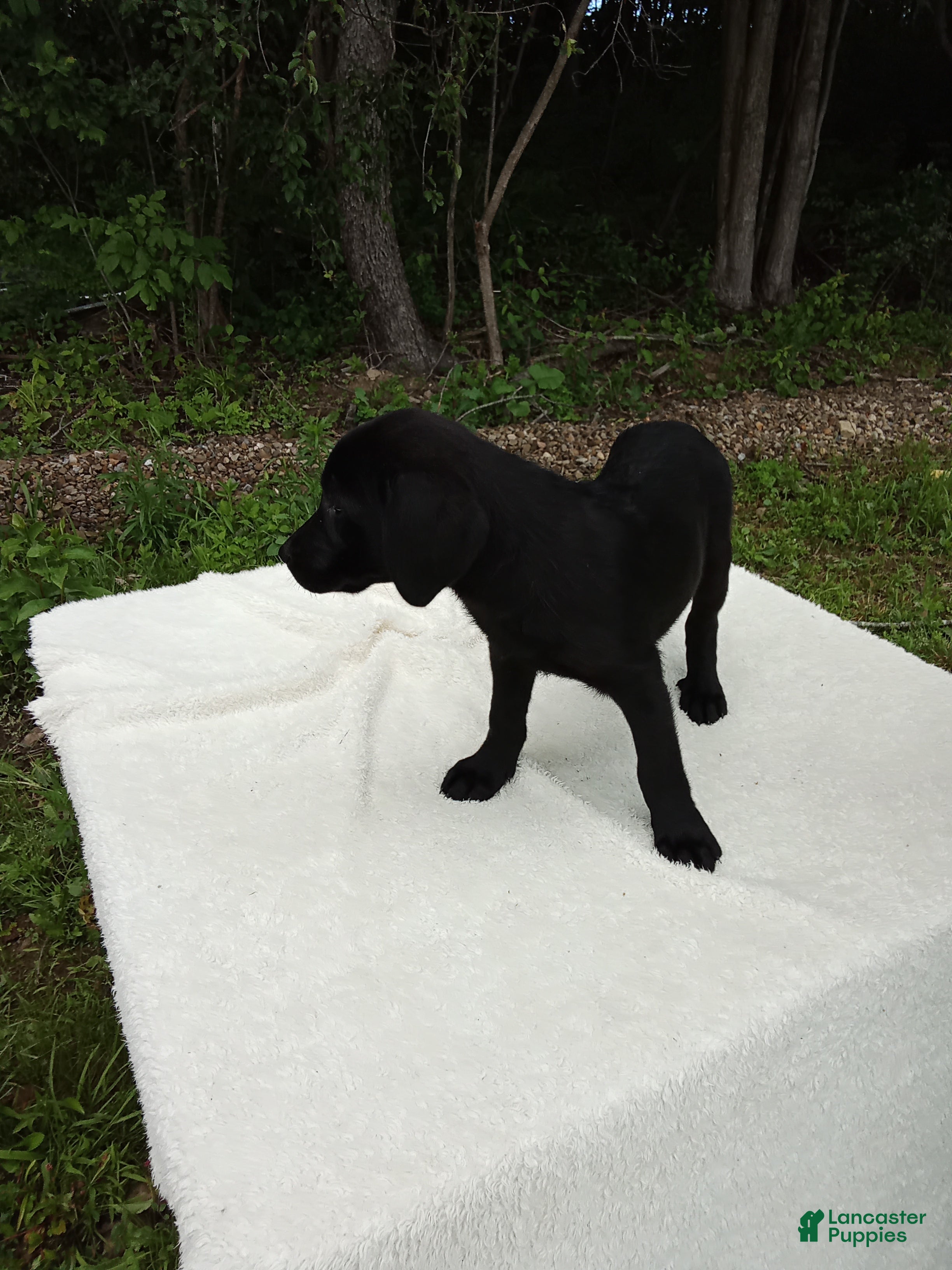 Labrador Retriever dogs Rory - Ad 2