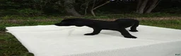 Labrador Retriever dogs for sale: Rory - Ad 4