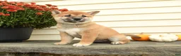 Shiba Inu dogs for sale: Sir Winston - Ad 3