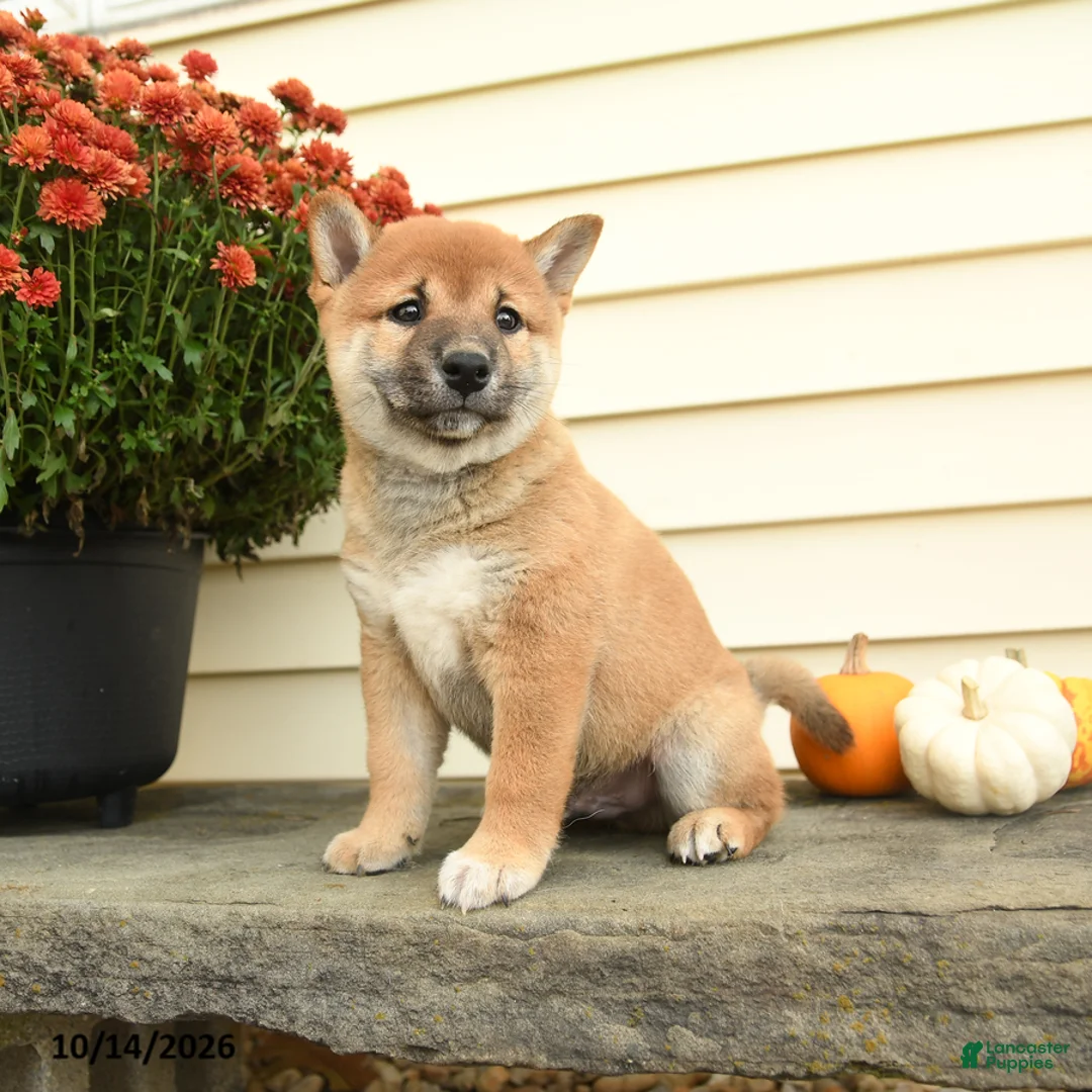 Shiba Inu dogs for sale: Sir Winston - Ad 3