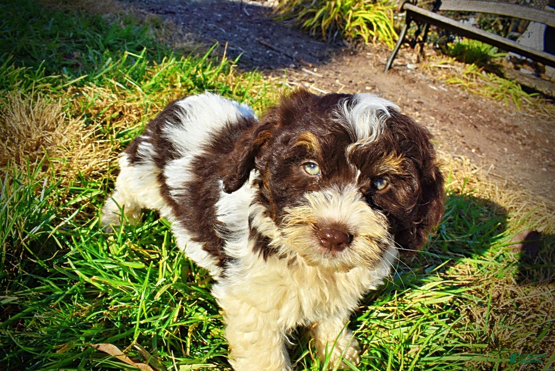 Havapoo dogs for sale: Presley - Ad 8