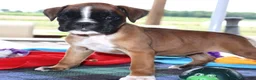 Boxer dogs for sale: Gemma - Champ lines - Ad 3