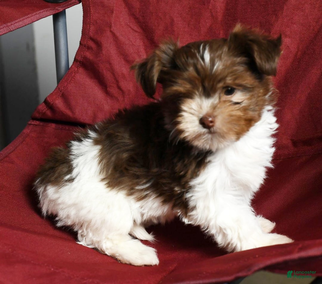 Havanese dogs for sale: Carolina - Ad 7