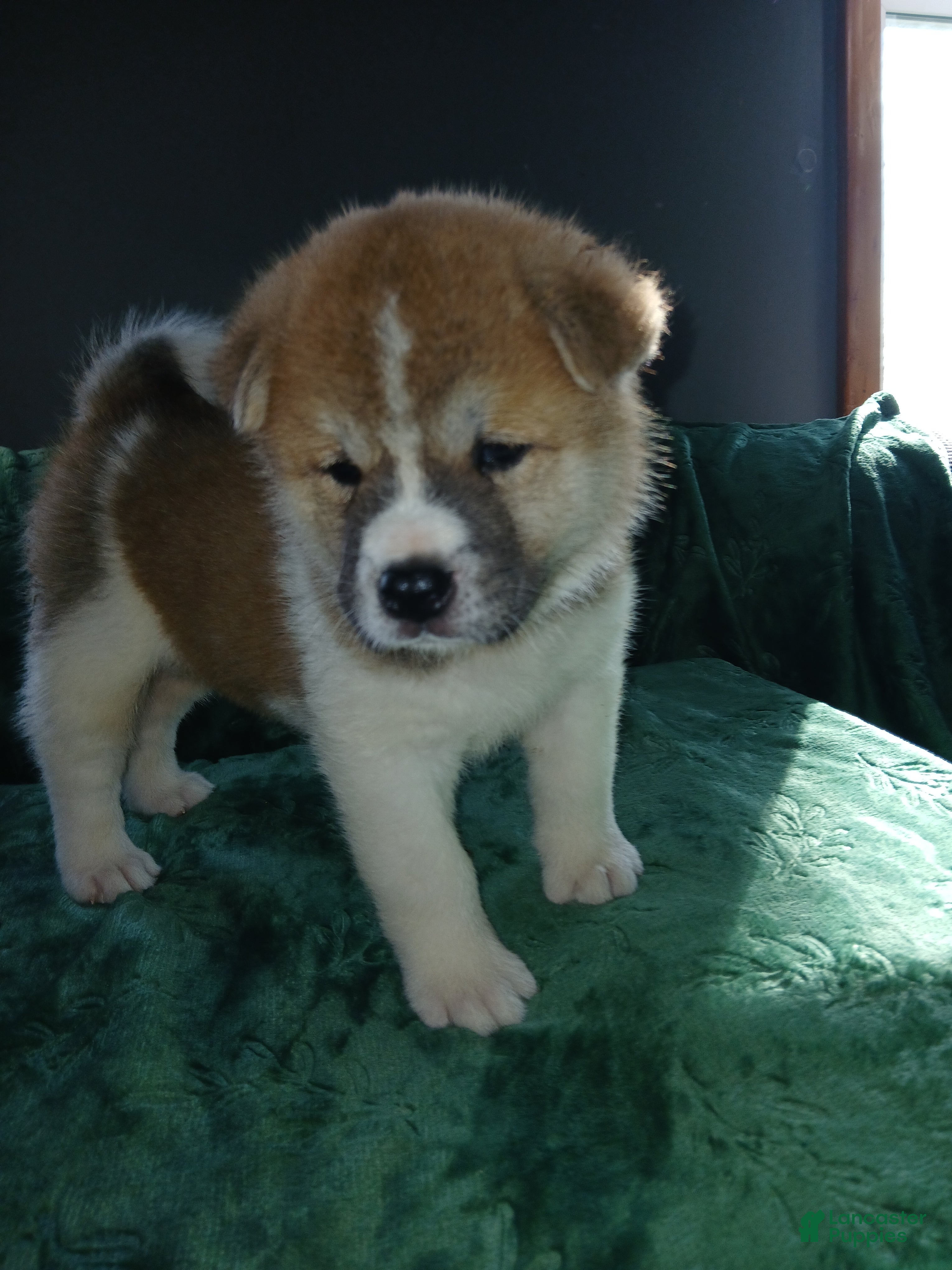 Akita dogs Ash - Ad 2