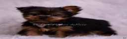 Yorkshire Terrier dogs for sale: Roo - Ad 4