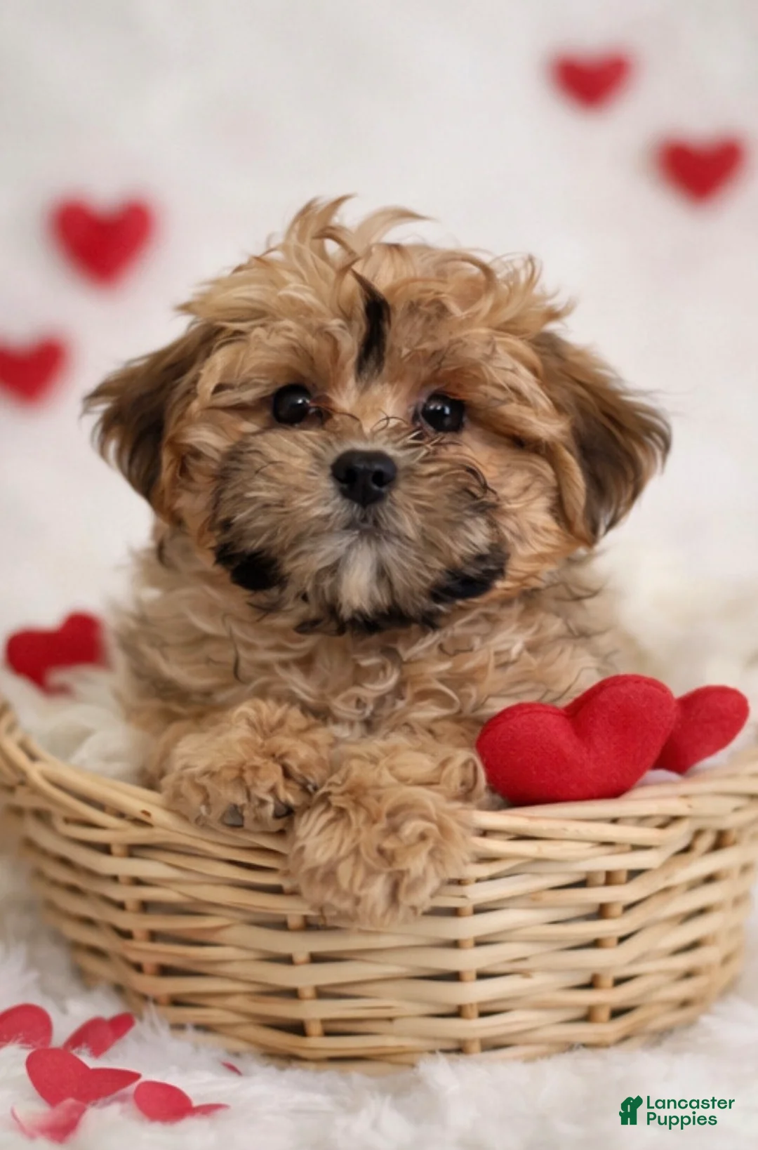 Shihpoo dogs for sale: Hearts - Ad 2