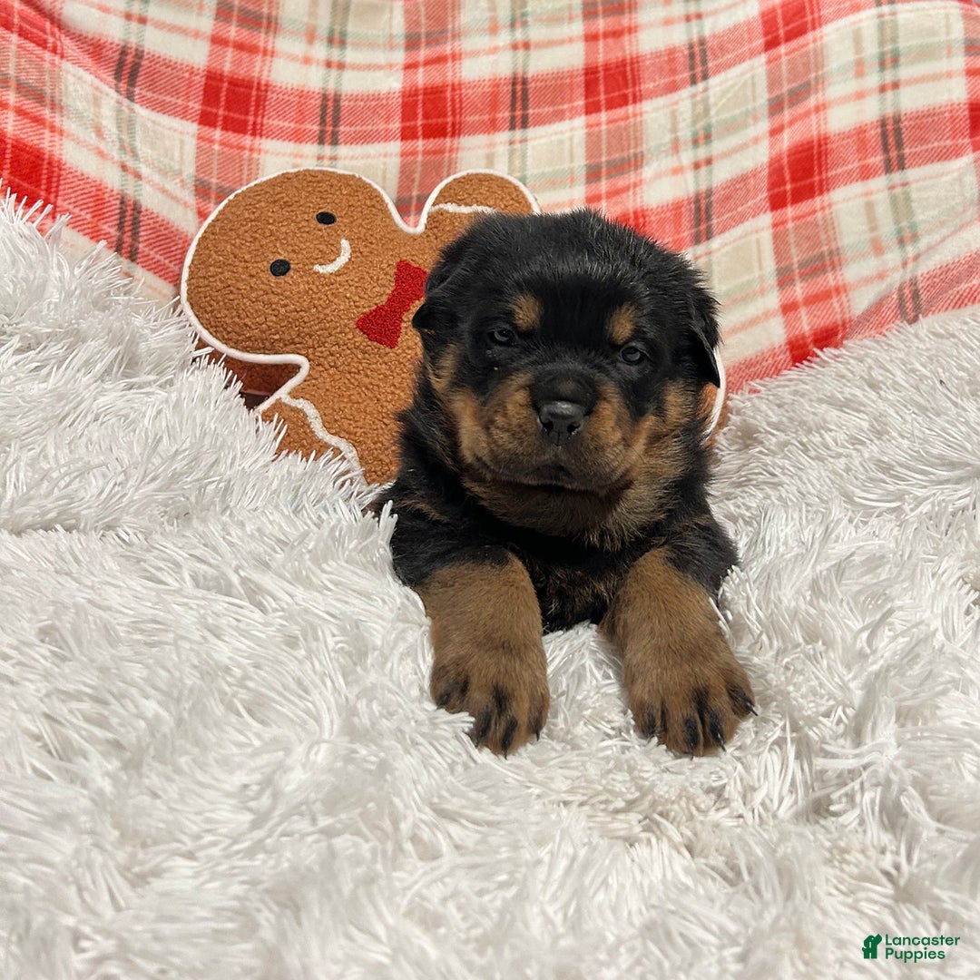 Rottweiler dogs for sale: Zuma - Ad 5