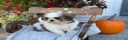 Shih Tzu dogs for sale: Shyla - Ad 3