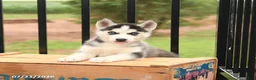 Siberian Husky dogs for sale: Beauty - Ad 4