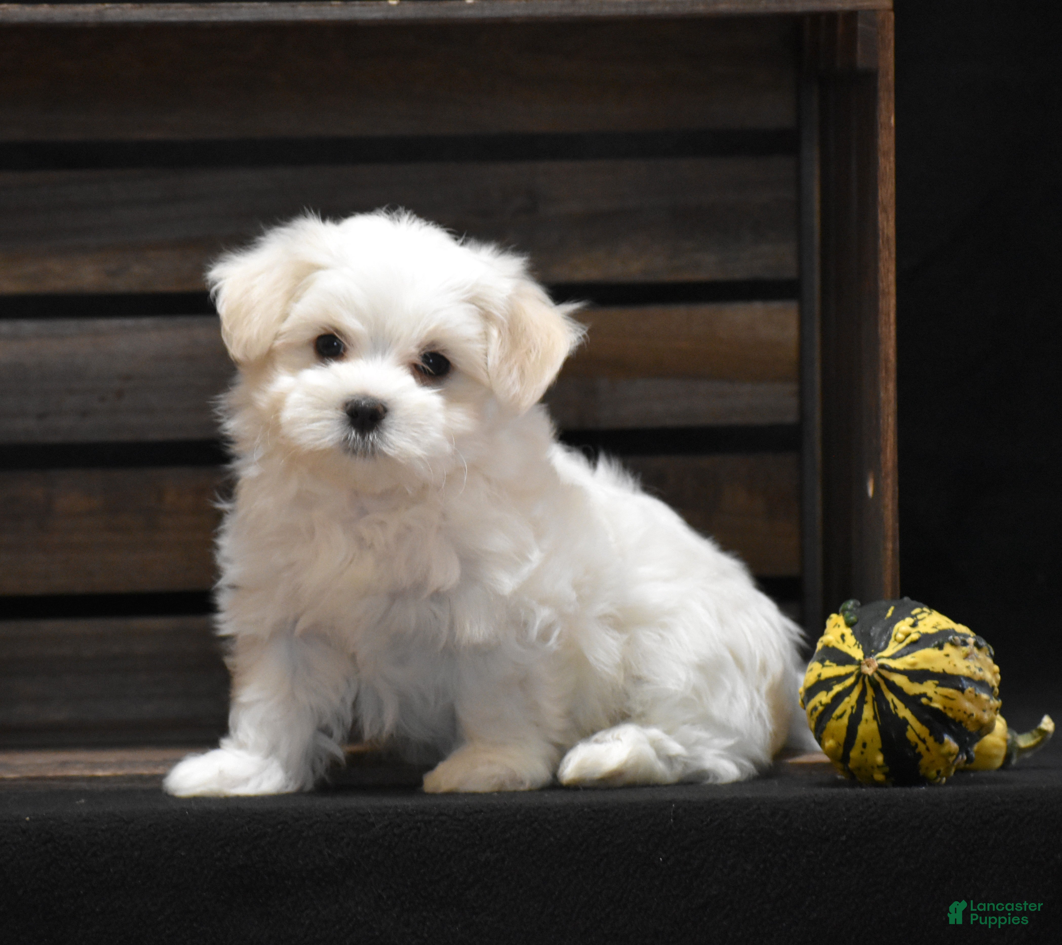 Maltese dogs Milo - Ad 1