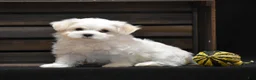 Maltese dogs for sale: Milo - Ad 1