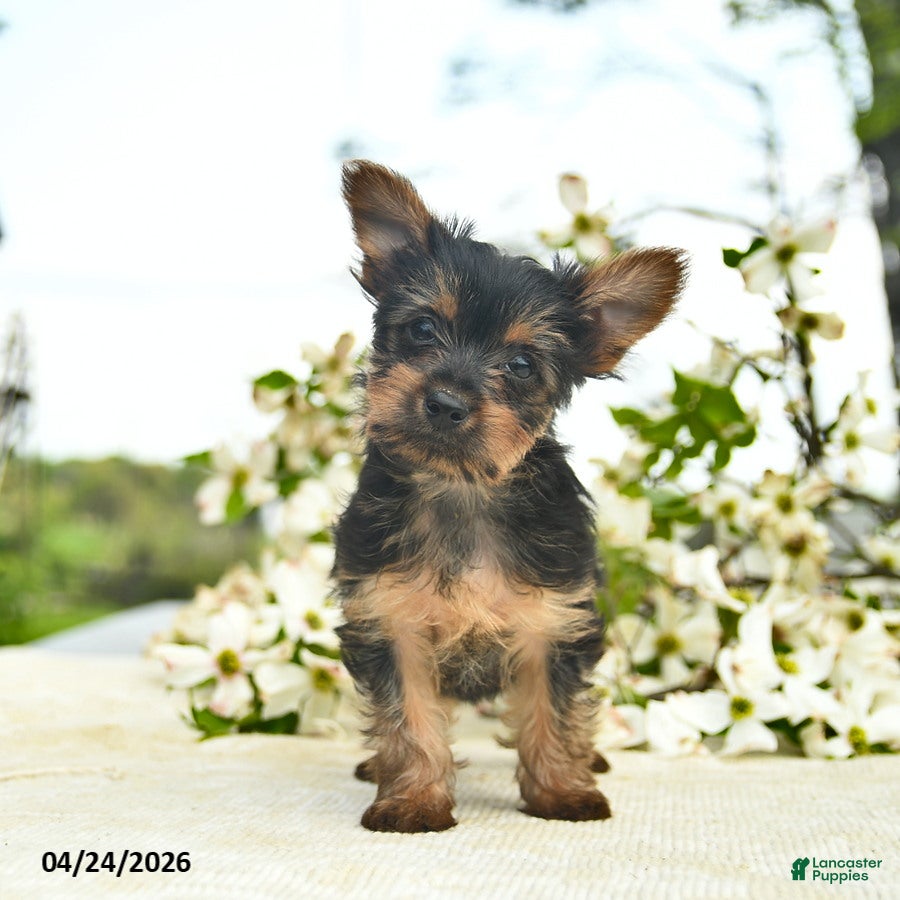 Yorkshire Terrier dogs Monty  - Ad 1