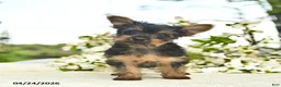 Yorkshire Terrier dogs for sale: Monty  - Ad 1