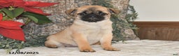 Mixed Breed dogs for sale: Cutie - Ad 4