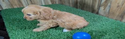 Cavapoo dogs for sale: Jazzy Boy 1 - Ad 4
