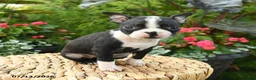 Boston Terrier dogs for sale: Bianca - Ad 5