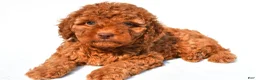 Miniature Poodle dogs for sale: Piper - Ad 3