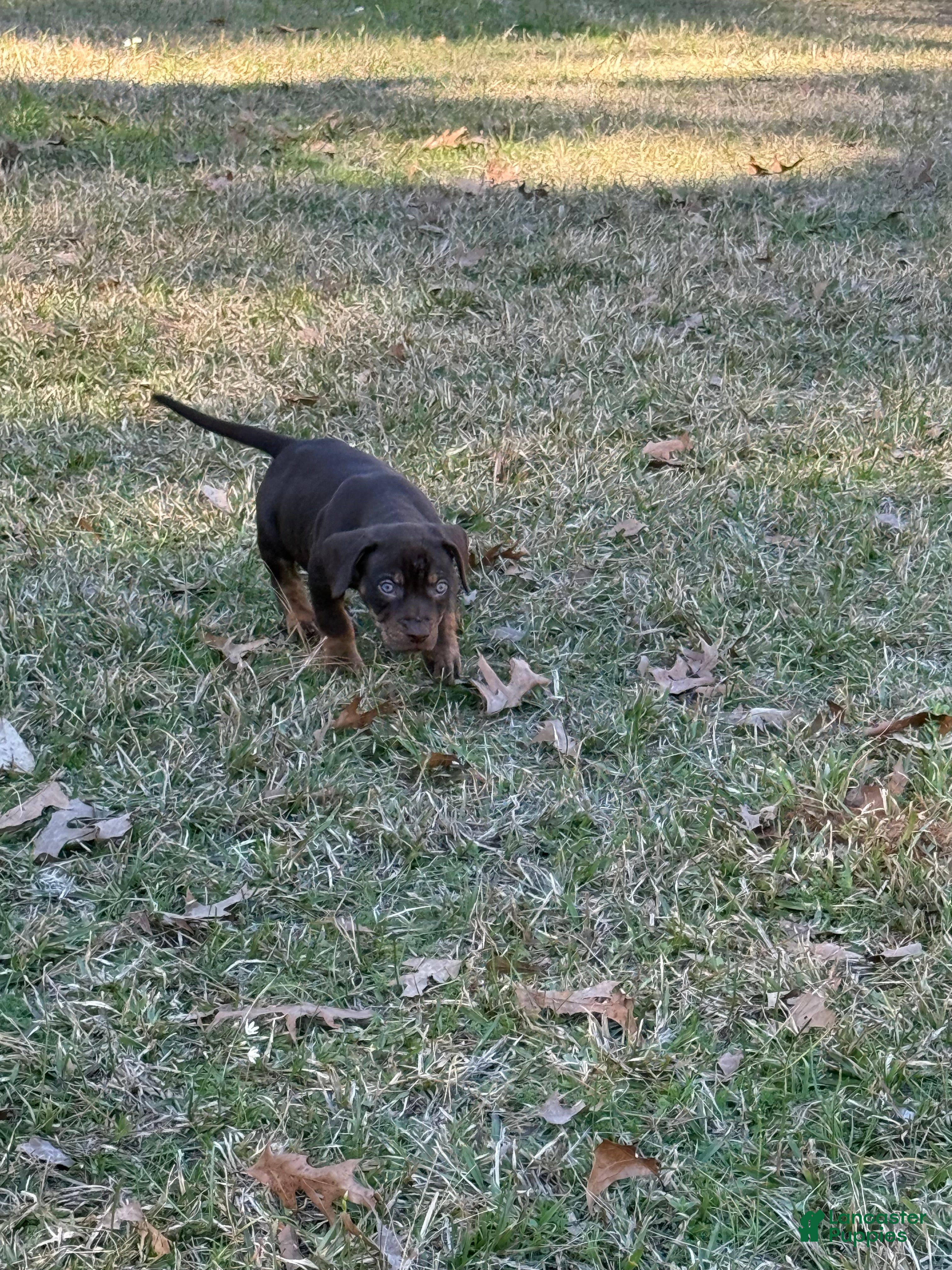 Catahoula Leopard Dog dogs Catahoula Leopard Dog Puppy 4 - Ad 2