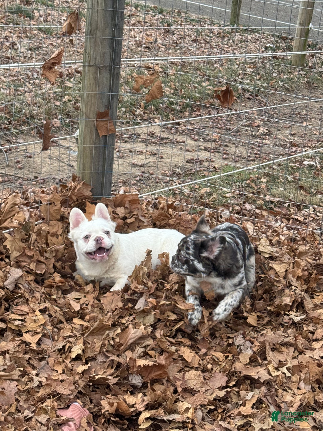 French Bulldog dogs for sale: Dolly  - Ad 4