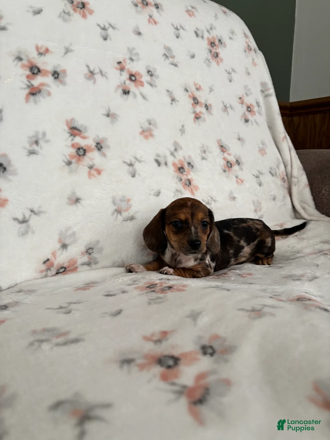 Miniature Dachshund dogs for sale: Miniature Dachshund Puppy 3 - Ad 6