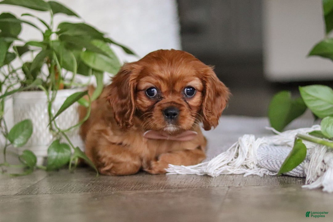 Cavalier King Charles Spaniel dogs for sale: Cleo - Ad 7