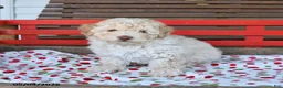 Miniature Poodle dogs for sale: Rocky - Ad 3