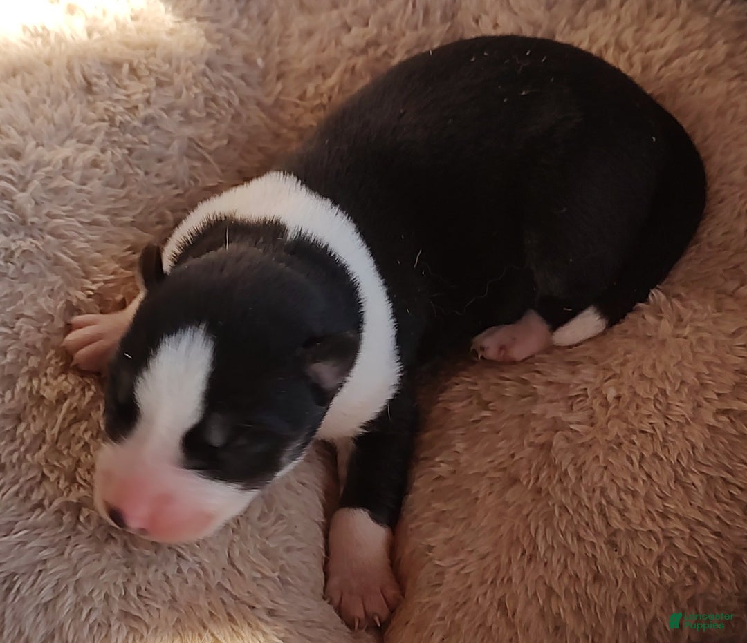 Siberian Husky dogs for sale: Siberian Husky Puppy 4 - Ad 3