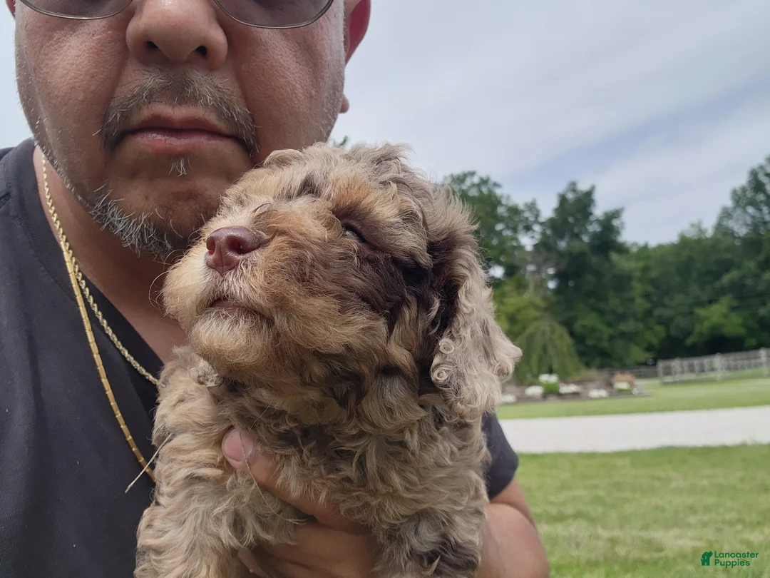 Mini Goldendoodle dogs for sale: Kody - Ad 10