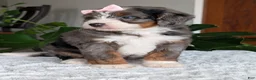 Mini Bernedoodle dogs for sale: Mini Indy - Ad 7