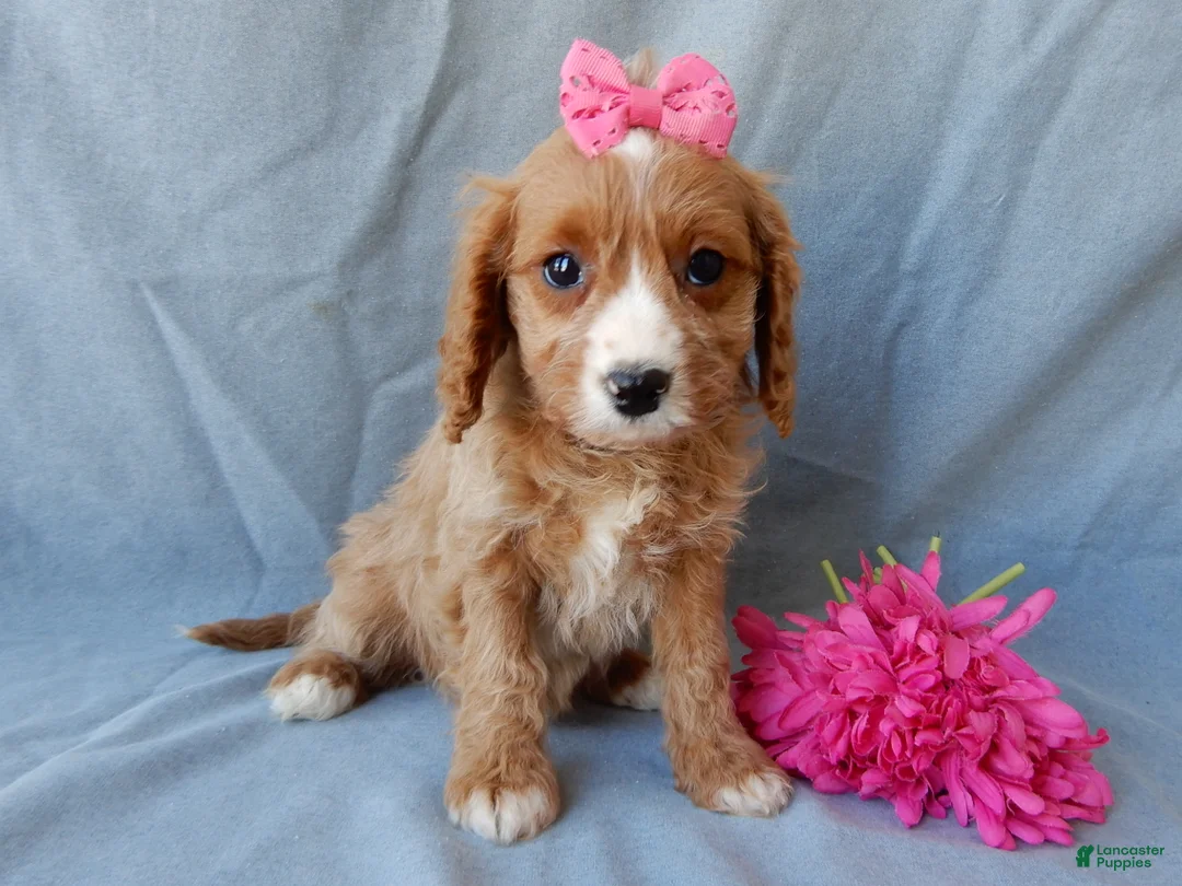 Cavapoo dogs for sale: Taylor - Ad 8