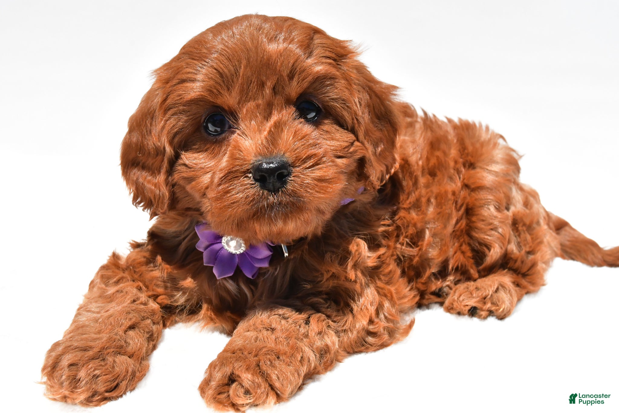 Cavapoo dogs for sale: Sally f1b - Ad 7