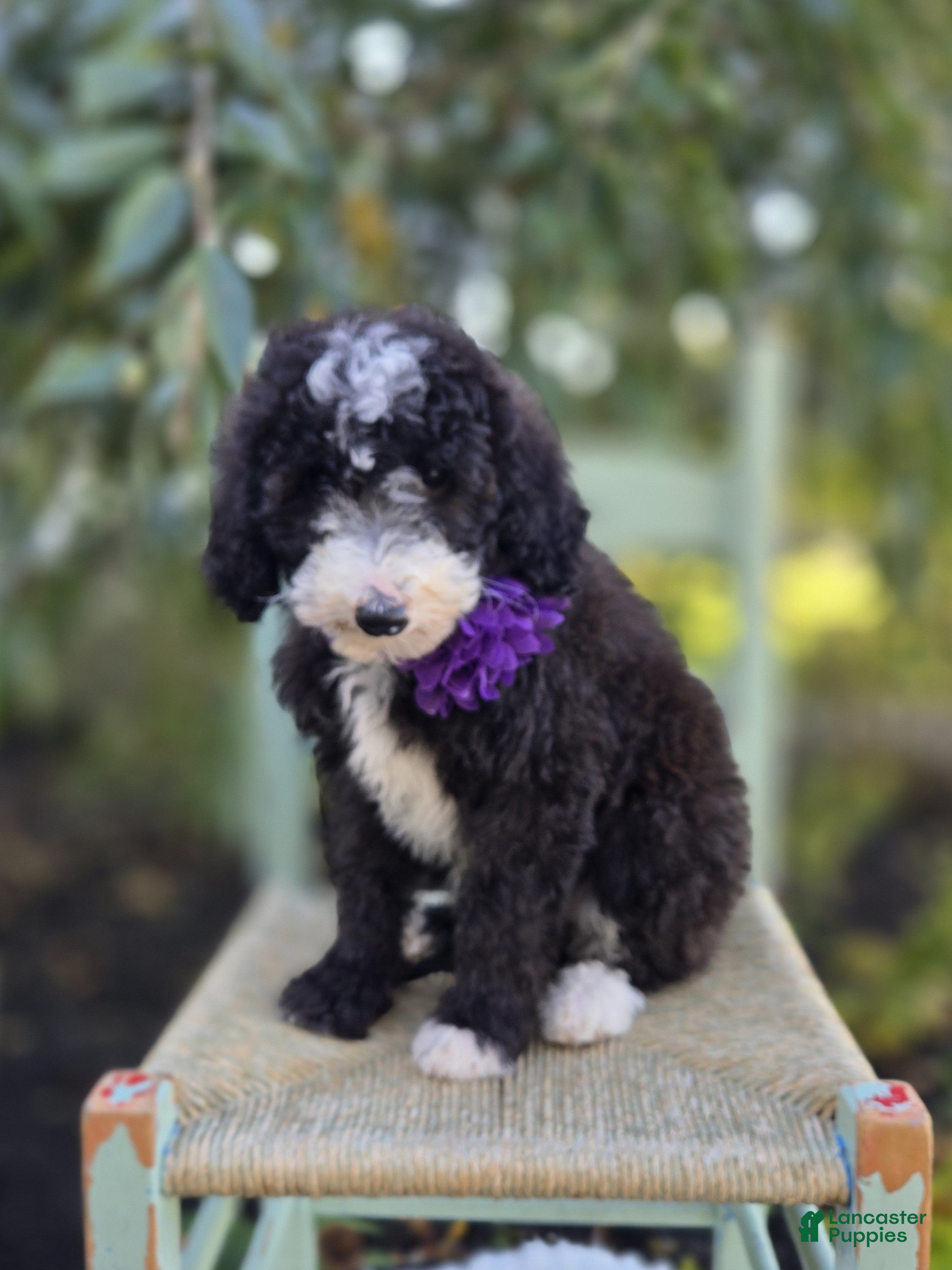 Sheepadoodle dogs Haley - Ad 1