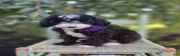 Sheepadoodle dogs for sale: Haley - Ad 1