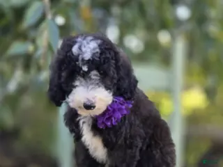 Sheepadoodle dogs Haley - Ad 1