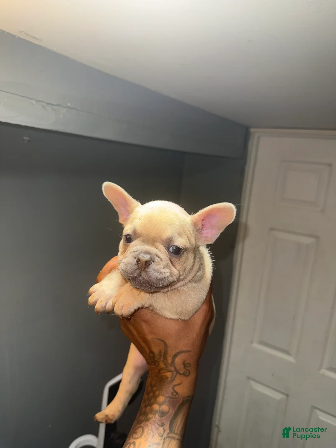 French Bulldog dogs for sale: French Bulldog Puppy 2 - Ad 2