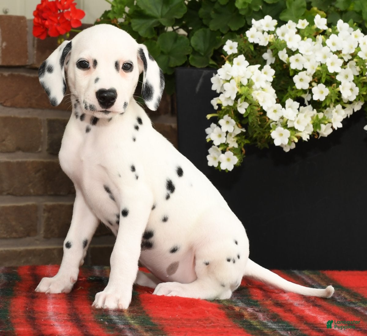Dalmatian Puppies for sale Lancaster Puppies