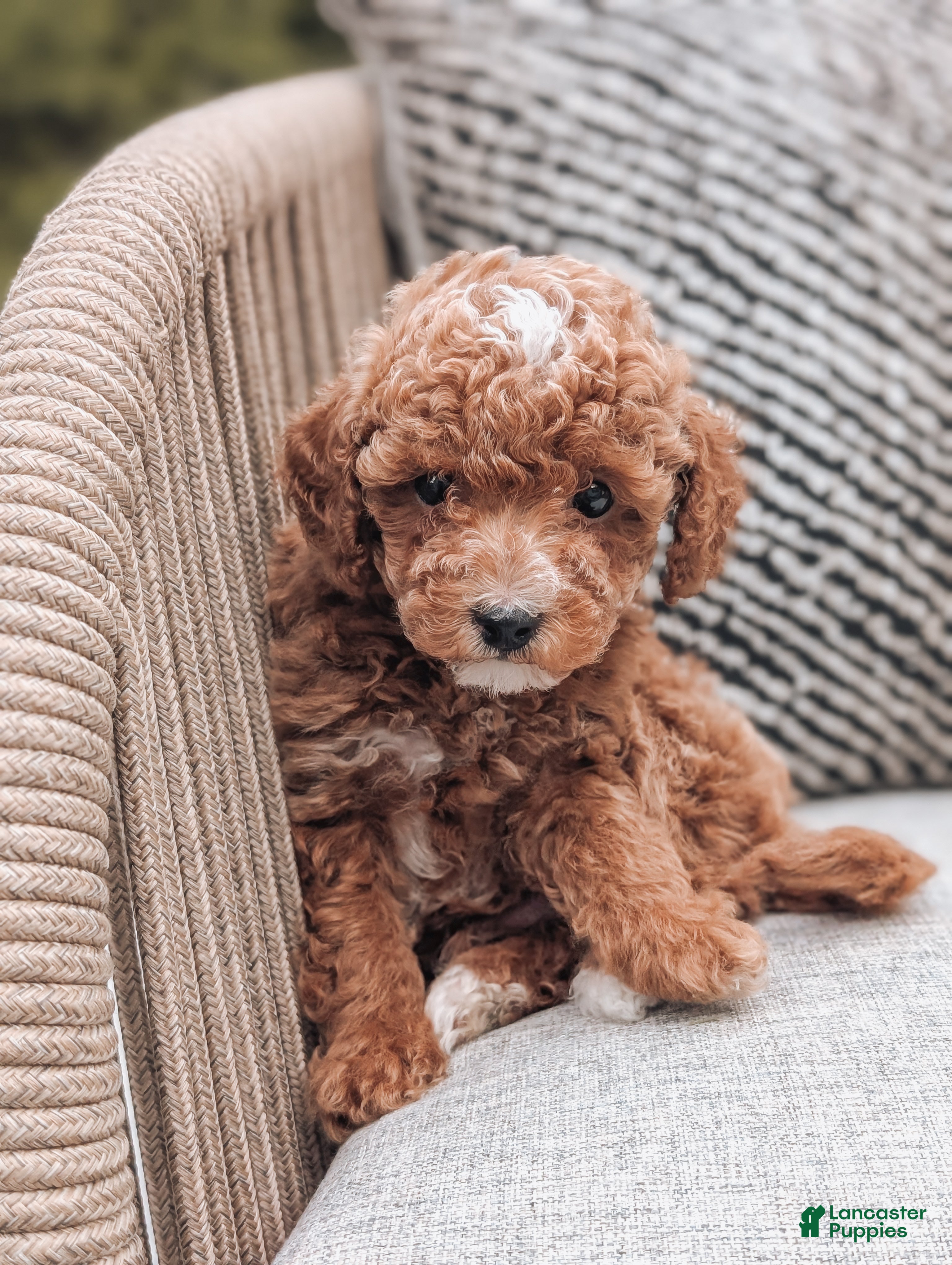 Miniature Poodle dogs Charlie  - Ad 2