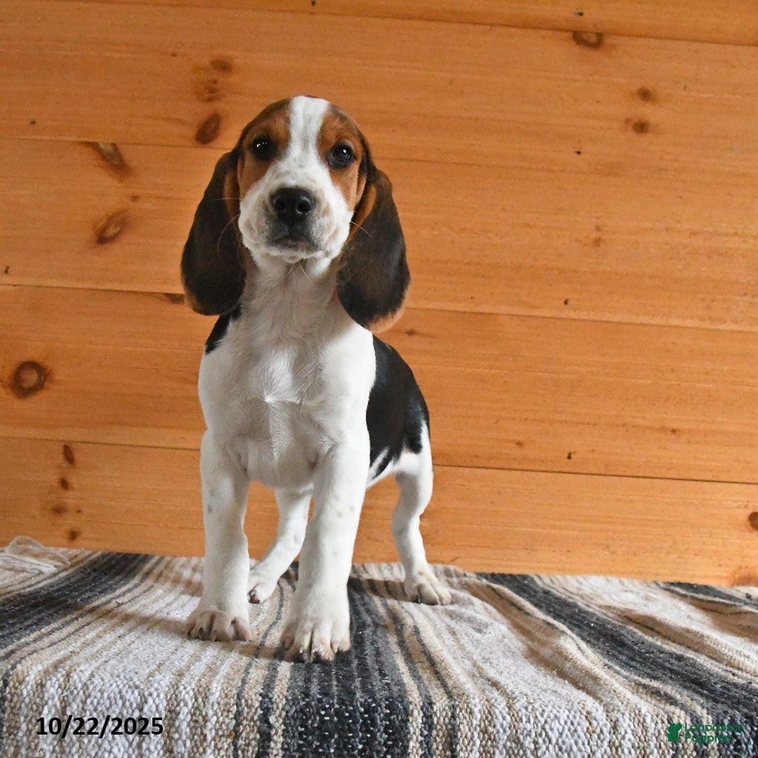 Registered Beagle Puppies for sale Lancaster Puppies