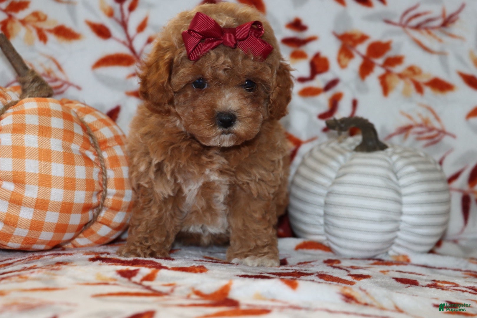 Toy Poodle dogs Polly - Ad 1