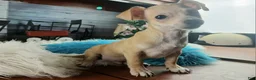 Chihuahua dogs for sale: Nationwide delivery. Popcorn boy green - Ad 1