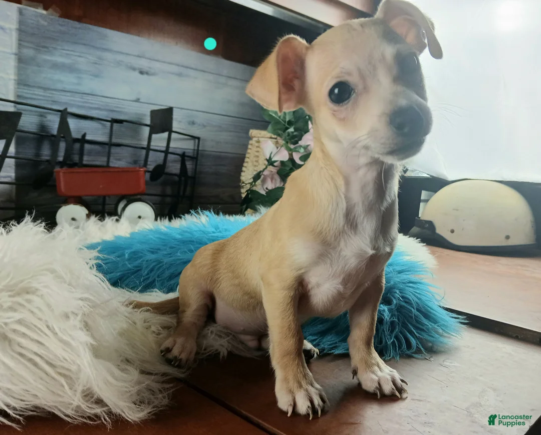 Chihuahua dogs for sale: Nationwide delivery. Popcorn boy green - Ad 1
